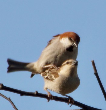 Russet Sparrow Makomanai Park Thu, 5/2/2024