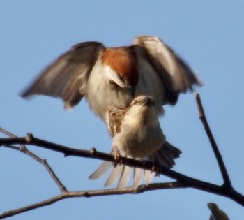 Russet Sparrow Makomanai Park Thu, 5/2/2024