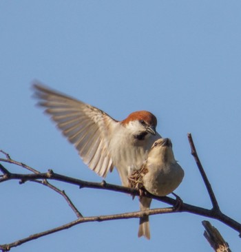 Russet Sparrow Makomanai Park Thu, 5/2/2024