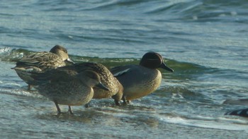 Eurasian Teal 鵡川河口 Wed, 1/2/2019