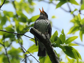 クロツグミ 太白山自然観察の森 2024年5月2日(木)