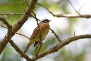 Meadow Bunting 祖父江ワイルドネイチャー緑地 Thu, 5/2/2024