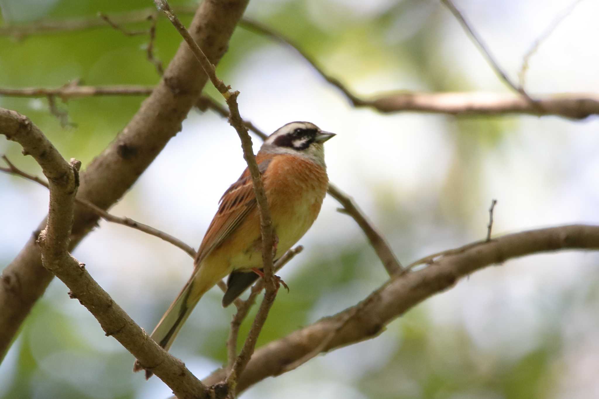 Photo of Meadow Bunting at 祖父江ワイルドネイチャー緑地 by Button-Down Freak