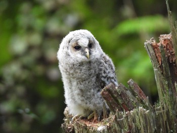 Ural Owl 箕面公園(大阪府) Thu, 4/25/2024