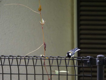 Japanese Tit つくば市 Sat, 4/27/2024