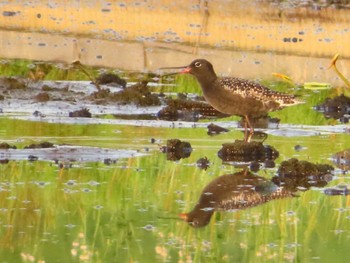 Spotted Redshank Inashiki Mon, 4/29/2024