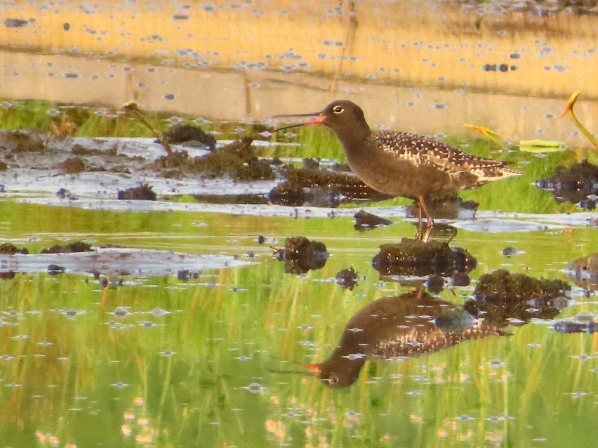 Photo of Spotted Redshank at Inashiki by ゆ