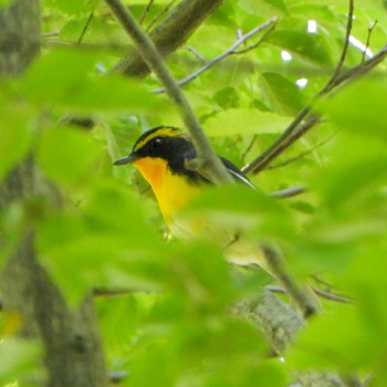 Narcissus Flycatcher 北の丸公園 Thu, 5/2/2024