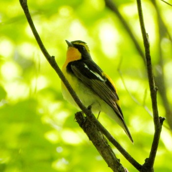 Narcissus Flycatcher 北の丸公園 Thu, 5/2/2024