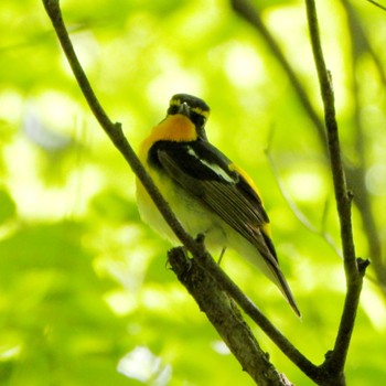 Narcissus Flycatcher 北の丸公園 Thu, 5/2/2024