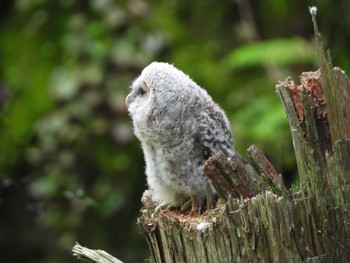 Ural Owl 箕面公園(大阪府) Thu, 4/25/2024