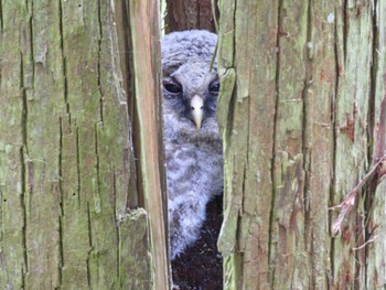 Ural Owl 箕面公園(大阪府) Thu, 4/25/2024