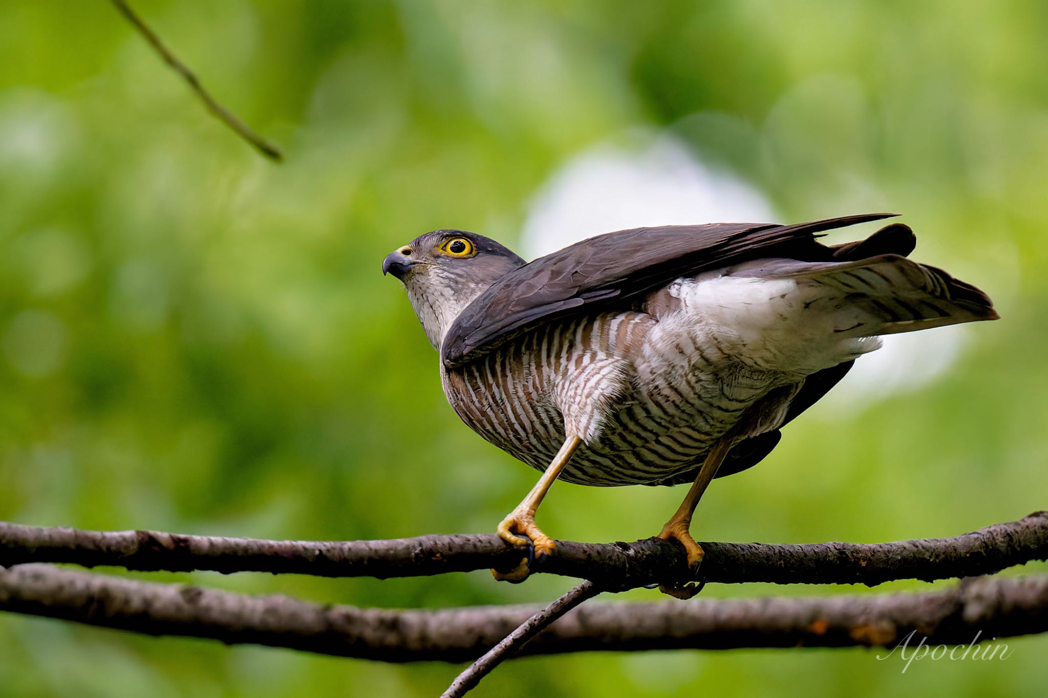 Photo of Japanese Sparrowhawk at 近所 by アポちん