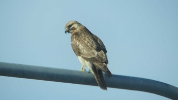 Eastern Buzzard 鵡川(勇払側) Wed, 1/2/2019