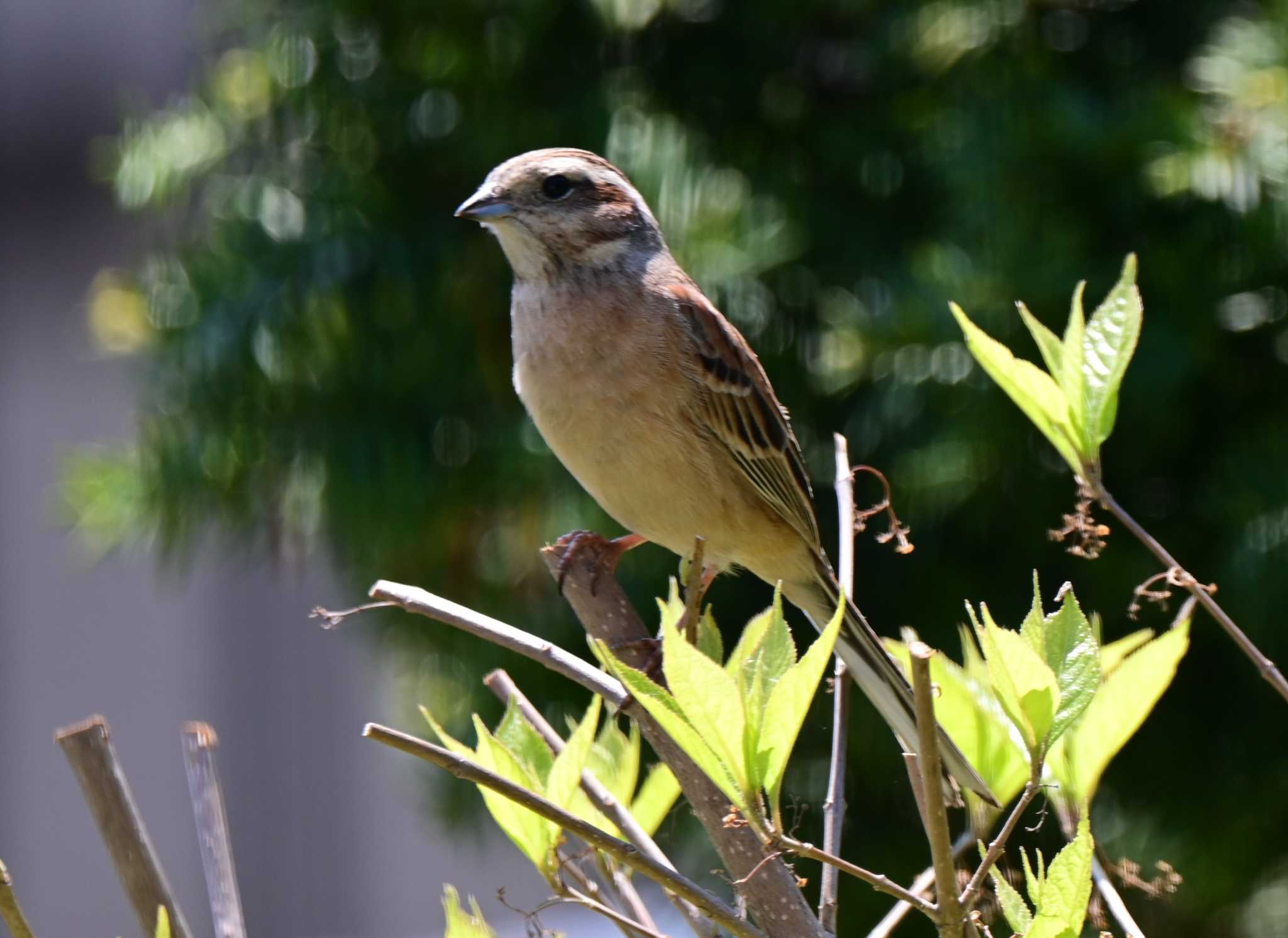 Photo of Meadow Bunting at 札幌市南区 自宅の庭 by 青カエル🐸