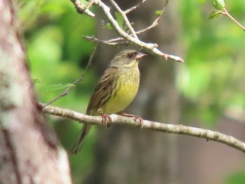 Masked Bunting 荒沢湿原 Sun, 4/28/2024