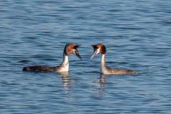 Great Crested Grebe 稲永公園 Thu, 5/2/2024