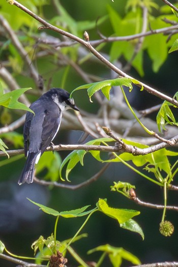 Ashy Minivet 山口県光市 Thu, 5/2/2024