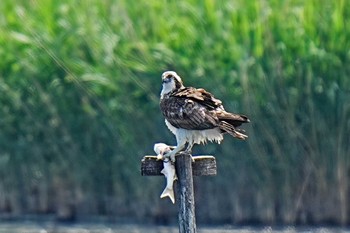 ミサゴ 弥富野鳥園 2024年5月2日(木)