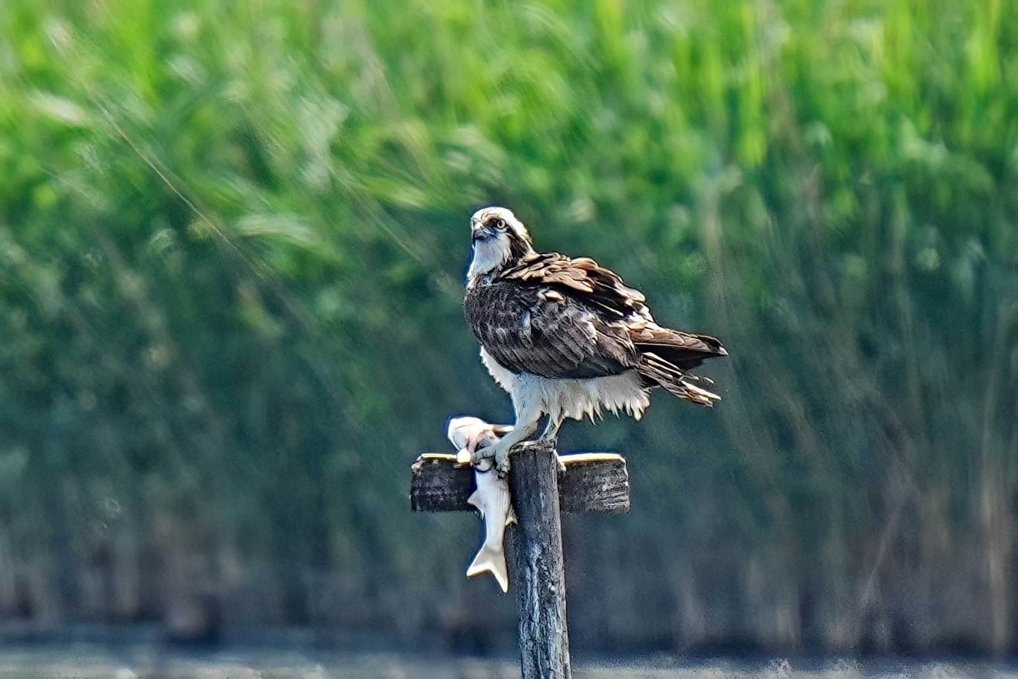 Photo of Osprey at 弥富野鳥園 by porco nero