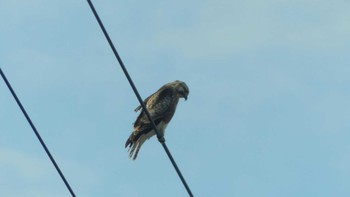 2019年1月2日(水) 鵡川河口の野鳥観察記録