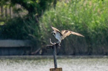 2024年5月2日(木) 弥富野鳥園の野鳥観察記録