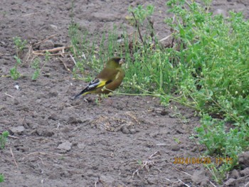 Grey-capped Greenfinch 自宅周辺 Mon, 4/29/2024