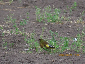 Grey-capped Greenfinch 自宅周辺 Mon, 4/29/2024