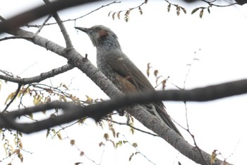 Brown-eared Bulbul Osaka castle park Sun, 3/31/2024