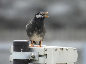 White-cheeked Starling Kasai Rinkai Park Sat, 4/27/2024