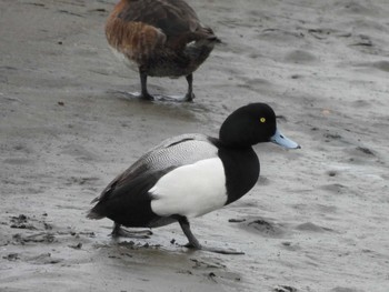 Greater Scaup Kasai Rinkai Park Sat, 4/27/2024