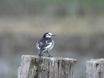 White Wagtail Kasai Rinkai Park Sat, 4/27/2024