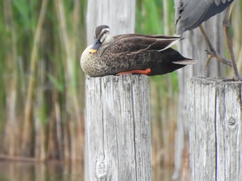 Eastern Spot-billed Duck Kasai Rinkai Park Sat, 4/27/2024