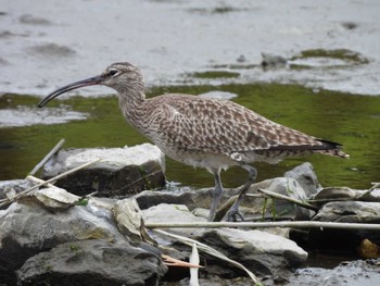 Eurasian Whimbrel Kasai Rinkai Park Sat, 4/27/2024