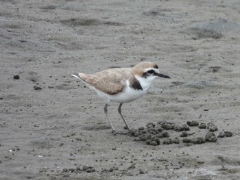 Kentish Plover Kasai Rinkai Park Sat, 4/27/2024