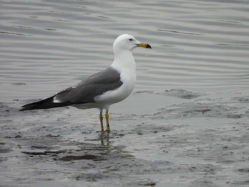 Black-tailed Gull Kasai Rinkai Park Sat, 4/27/2024
