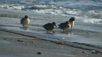 Eurasian Teal 鵡川河口 Wed, 1/2/2019