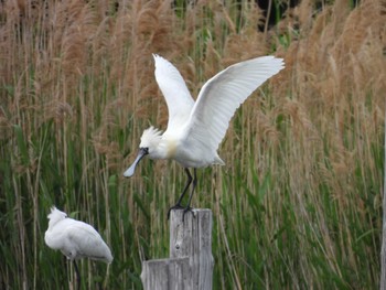 Black-faced Spoonbill Kasai Rinkai Park Sat, 4/27/2024