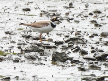 Little Ringed Plover Kasai Rinkai Park Sat, 4/27/2024