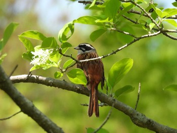 Meadow Bunting Showa Kinen Park Sun, 4/28/2024