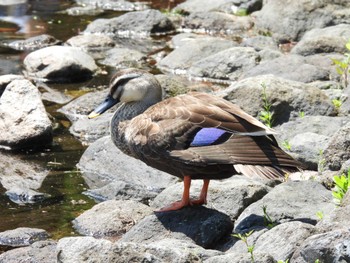 Eastern Spot-billed Duck Showa Kinen Park Sun, 4/28/2024