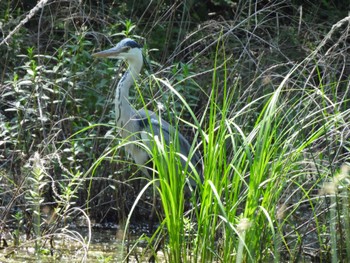 Grey Heron Showa Kinen Park Sun, 4/28/2024