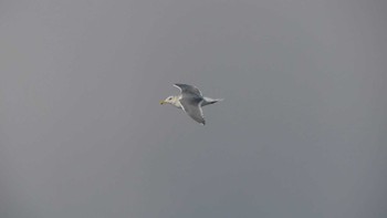 Slaty-backed Gull 鵡川河口 Wed, 1/2/2019