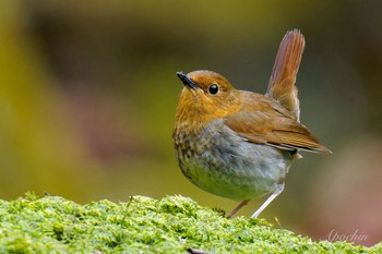 Japanese Robin 大蔵高丸 Thu, 5/2/2024