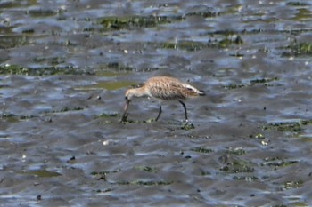 Bar-tailed Godwit(menzbieri) Yatsu-higata Fri, 4/22/2022