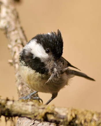 Coal Tit 山梨県 Sun, 4/28/2024