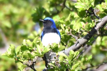 Blue-and-white Flycatcher 宮丘公園(札幌市西区) Thu, 5/2/2024