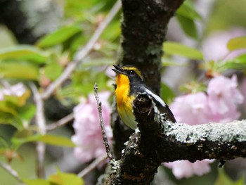 Narcissus Flycatcher 秩父 Thu, 4/25/2024