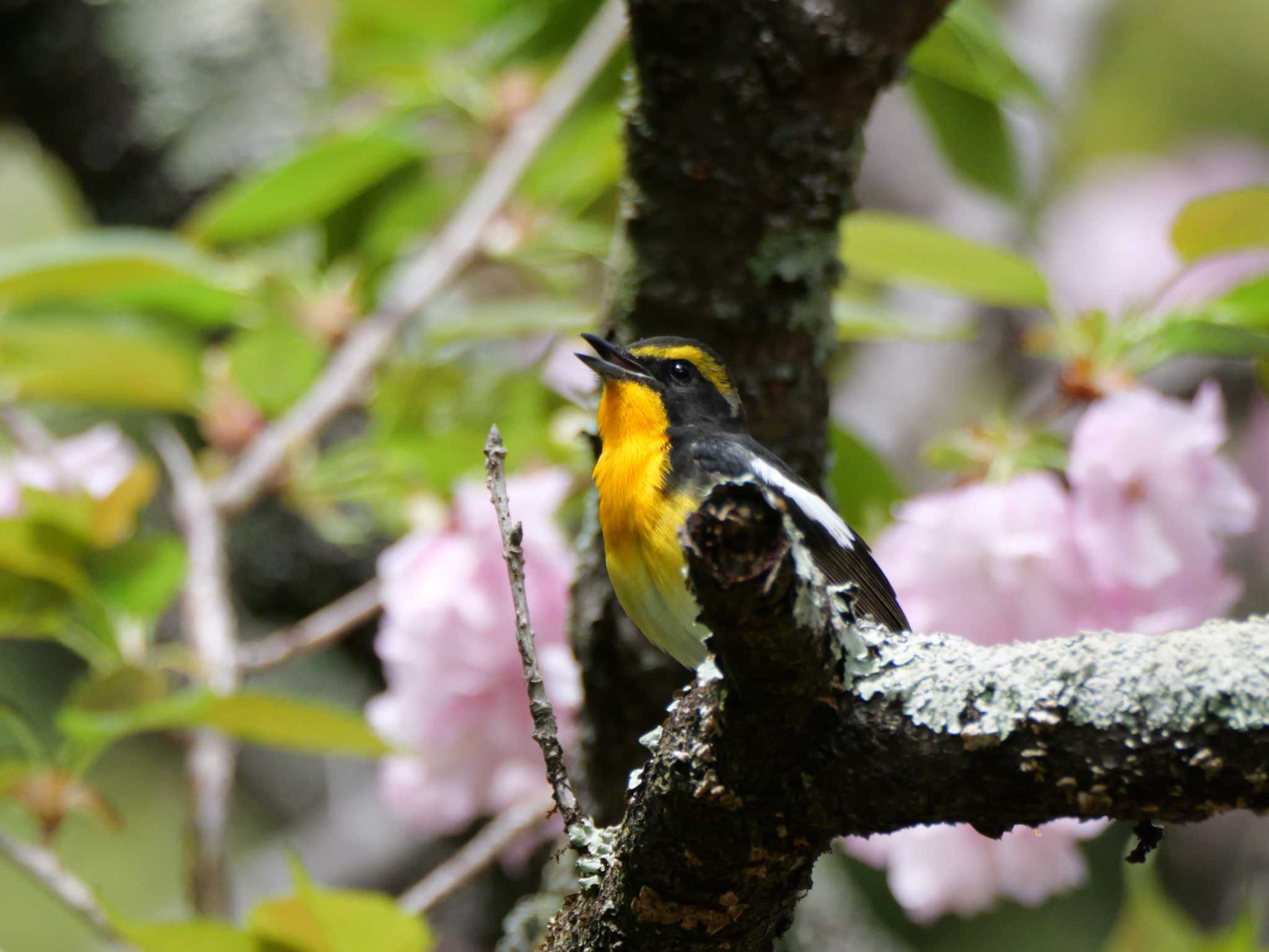 Photo of Narcissus Flycatcher at 秩父 by little birds