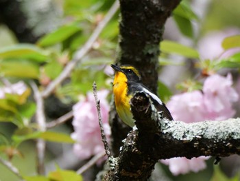 Narcissus Flycatcher 秩父 Thu, 4/25/2024